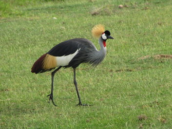 Peru